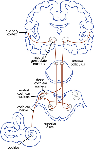 Auditory Pathway